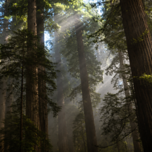 Whispers of the Ancient Forest