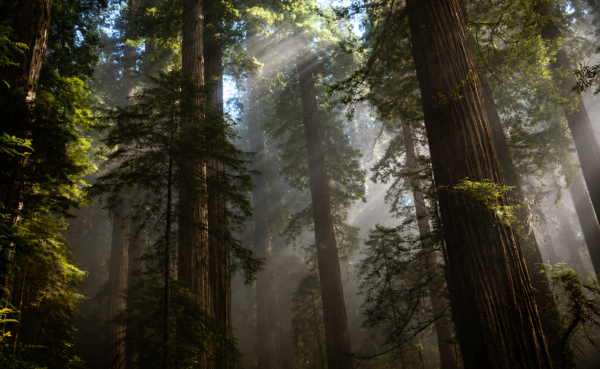 Whispers of the Ancient Forest